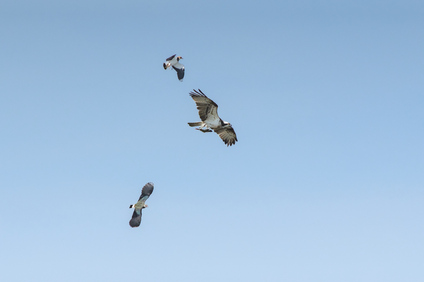 Northern Lapwing                    , Western Osprey (Pandion haliaetus), Starrevaart, Netherlands