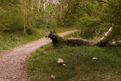 Meijendel, Wassenaar, Netherlands