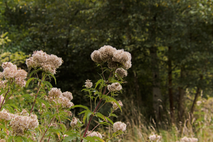 Meijendel, Wassenaar, Netherlands