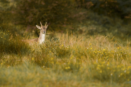 Amsterdamse Waterleidingduinen, Netherlands