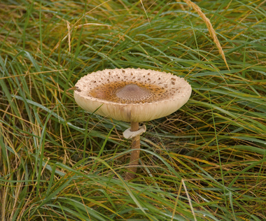 Amsterdamse Waterleidingduinen, Netherlands