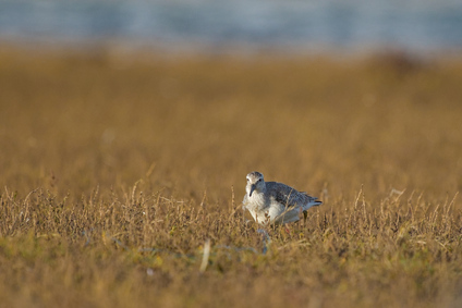 Red Knot, Slufter, Texel, Netherlands