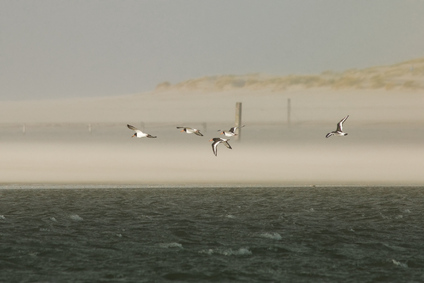Eurasian Oystercatcher, Slufter, Texel, Netherlands