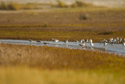 Dunlin                    , Sanderling (Calidris alba)                    , Red Knot (Calidris canutus), Slufter, Texel, Netherlands