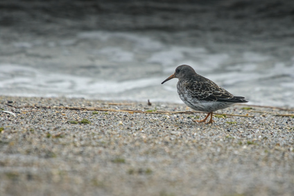 Purple sandpiper, Wagejot, Texel, Netherlands