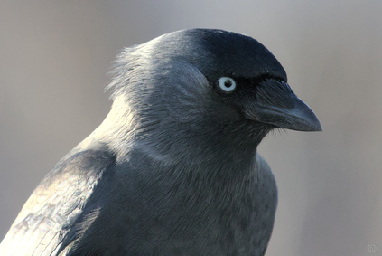 Western Jackdaw, Den Haag, Netherlands