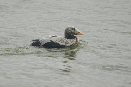 spectacled eider, Wagejot, Texel, Netherlands