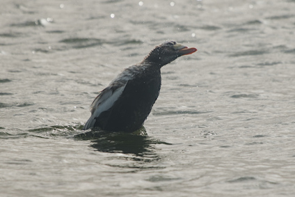 spectacled eider, Wagejot, Texel, Netherlands