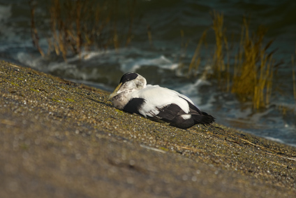 Common Eider, Wagejot, Texel, Netherlands