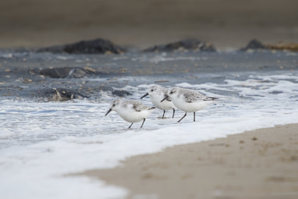 Sanderling, De Cocksdorp, Texel, Netherlands