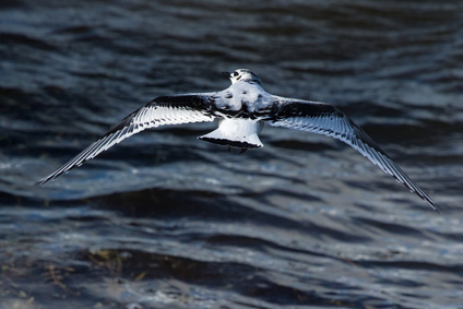 Little Gull, Texel, Netherlands