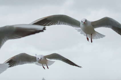 Black-headed Gull, Texel, Netherlands