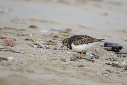 Ruddy Turnstone, Zuidelijk Havenhoofd, Scheveningen, Netherlands
