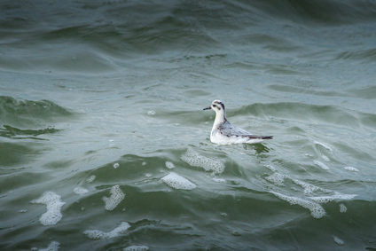 Red Phalarope, Zuidelijk Havenhoofd, Scheveningen, Netherlands
