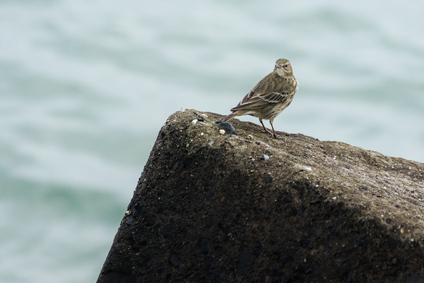 European Rock Pipit, Zuidelijk Havenhoofd, Scheveningen, Netherlands