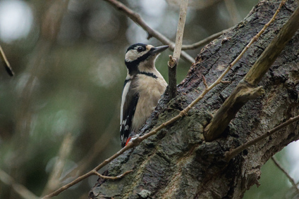 Great Spotted Woodpecker, 