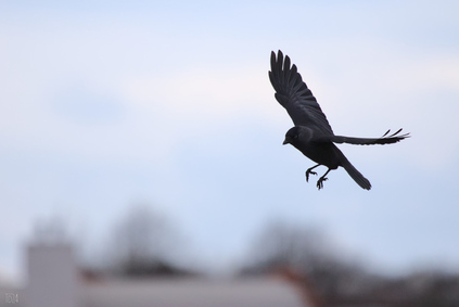 Western Jackdaw, Den Haag, Netherlands