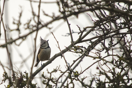 European Crested Tit, Ganzenhoek, Wassenaar, Netherlands