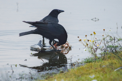 Carrion Crow, Nieuwe Driemanspolder, Netherlands