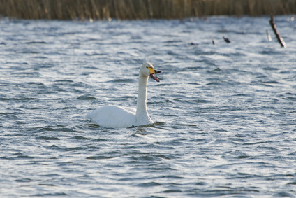 Whooper Swan, Amsterdamse Waterleidingduinen, Netherlands