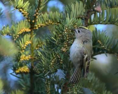 Goldcrest, Meijendel, Wassenaar, Netherlands