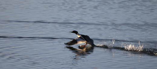Common merganser, Meijendel, Wassenaar, Netherlands