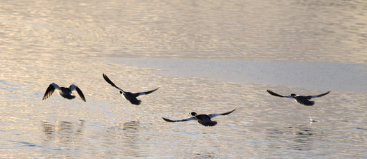 Common merganser, Meijendel, Wassenaar, Netherlands
