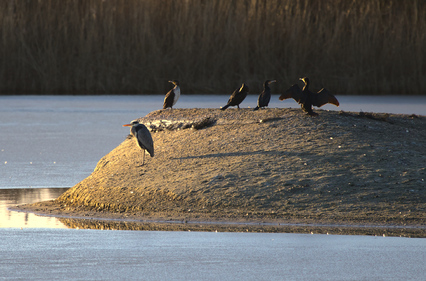Great Cormorant                    , Grey Heron (Ardea cinerea), Meijendel, Wassenaar, Netherlands