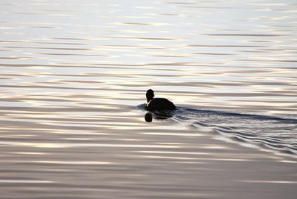 Common Moorhen, Meijendel, Wassenaar, Netherlands