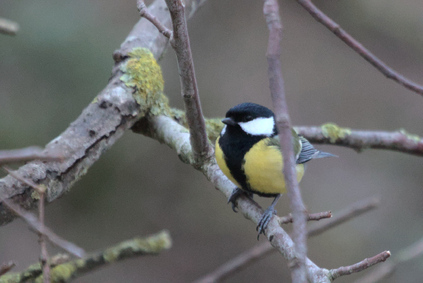 Great Tit, Westduinpark, Den Haag, Netherlands