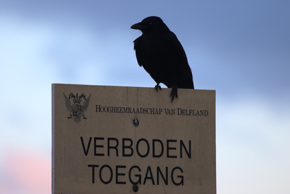 Carrion Crow, Westduinpark, Den Haag, Netherlands