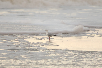 Black-headed Gull, Westduinpark, Den Haag, Netherlands