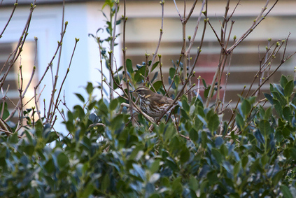 Redwing, Den Haag, Netherlands