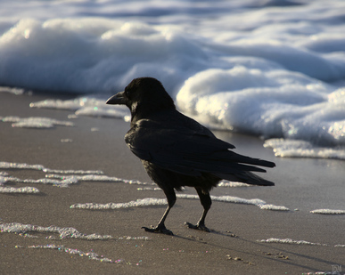 Carrion Crow, Zuiderstrand, Den Haag, Netherlands