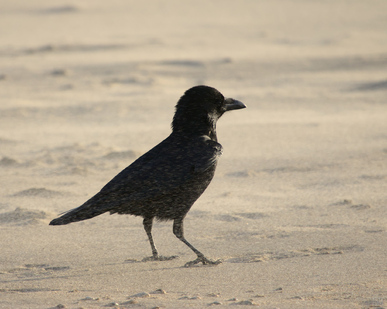 Carrion Crow, Zuiderstrand, Den Haag, Netherlands