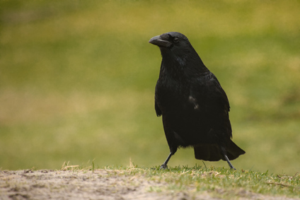 Carrion Crow, Westduinpark, Den Haag, Netherlands