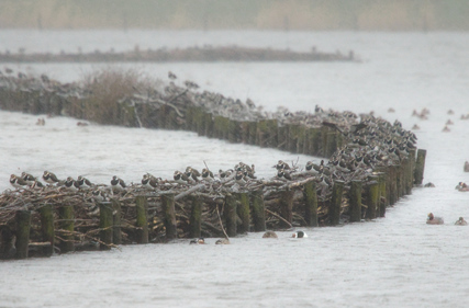 Northern Lapwing                    , Eurasian Wigeon (Mareca penelope), Starrevaart, Netherlands