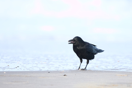 Carrion Crow, Zuiderstrand, Den Haag, Netherlands