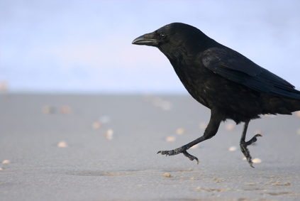 Carrion Crow, Zuiderstrand, Den Haag, Netherlands