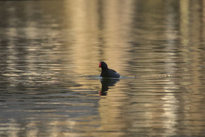 Common Moorhen, Segbroekpark, Den Haag, Netherlands