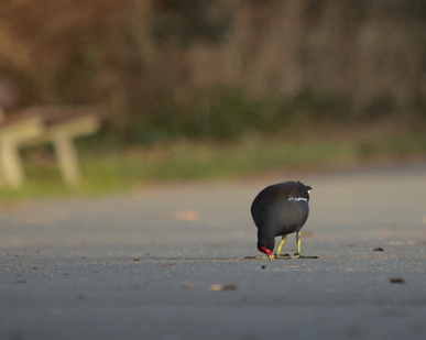 Common Moorhen, Segbroekpark, Den Haag, Netherlands