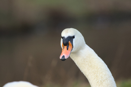 Mute Swan, Segbroekpark, Den Haag, Netherlands