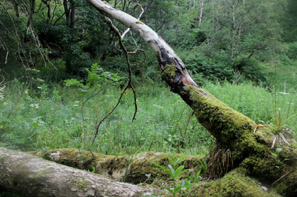 Fairy Glen, Scotland