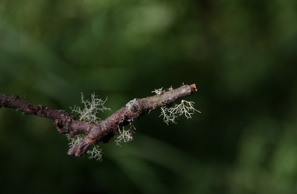 Big Burn Falls, Scotland