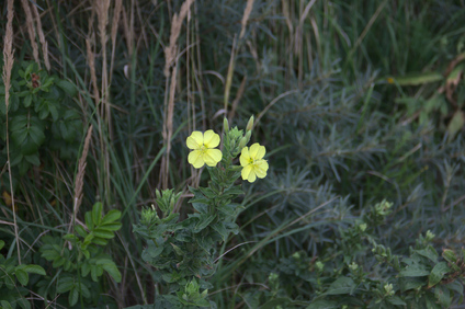 Westduinpark, Den Haag, Netherlands