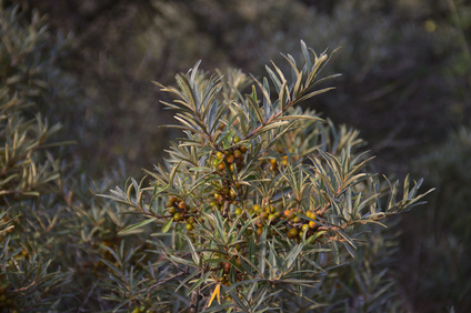 Westduinpark, Den Haag, Netherlands