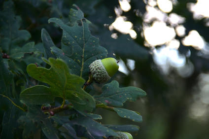 Westduinpark, Den Haag, Netherlands