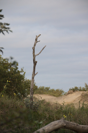 Westduinpark, Den Haag, Netherlands