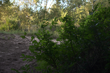 Westduinpark, Den Haag, Netherlands