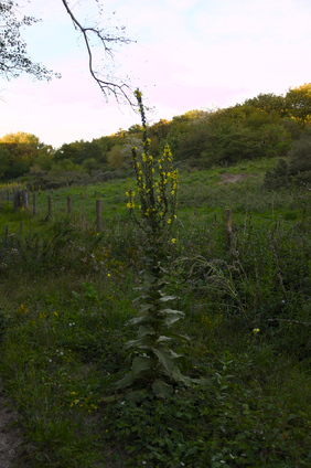 Westduinpark, Den Haag, Netherlands